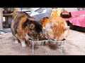 三毛子とうずまきのお食事 250728 三毛子とうずまきのお食事 250728