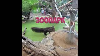 Зоопарк Счастливых Животных - Лоро Парк На Тенерифе #Shorts  #Loroparque #Trevel #Spanish2021