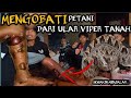 KORBAN GIGITAN ULAR VIPER TANAH! LUKA SEMAKIN MENJALAR CEK KONDISI KORBAN GIGITAN ULAR VIPER TANAH!