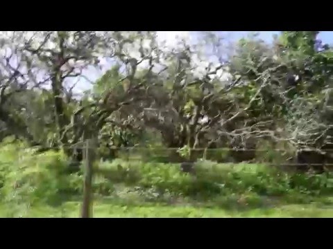Laurel Wilt disease in an avocado grove