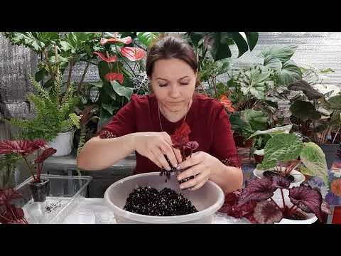 Video: Kan begonias buite groei?