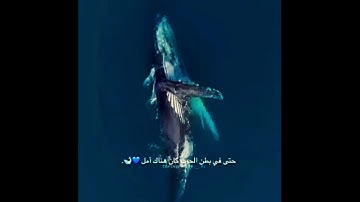 💚((وَذَا النُّونِ إِذ ذَّهَبَ مُغَاضِبًا))💚بصوت القارئ **عبد الباسط عبد الصمد **
