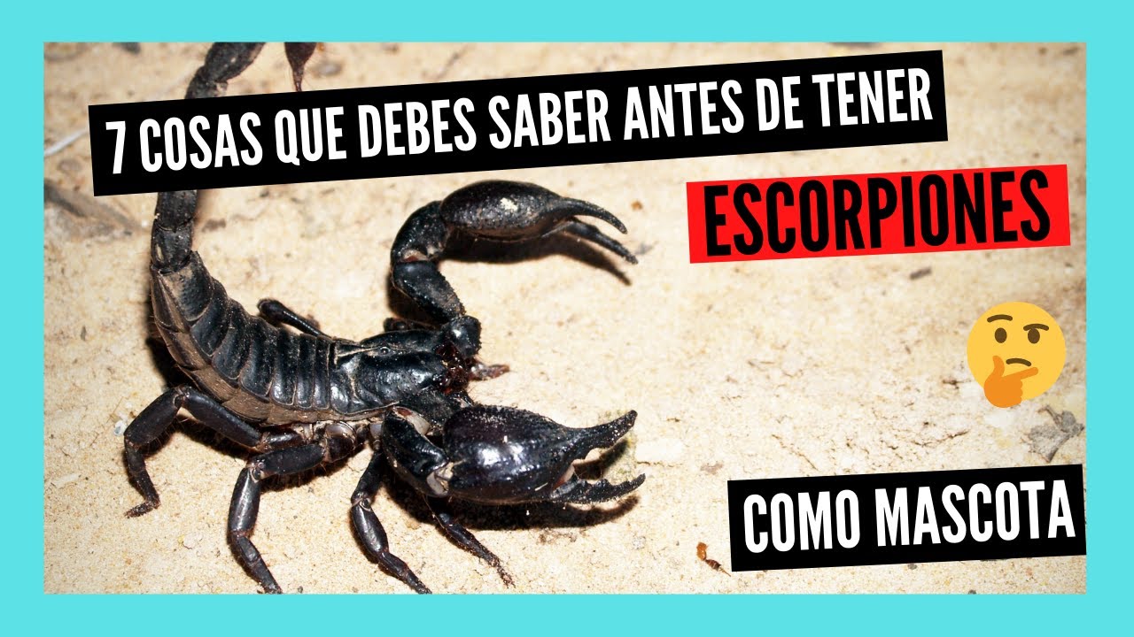 7 COSAS que DEBES SABER antes de tener un ESCORPIÓN