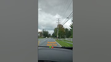 Diseased Maple Tree 🌳 🍁