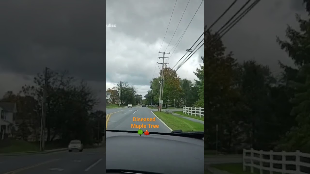 Diseased Maple Tree 🌳 🍁