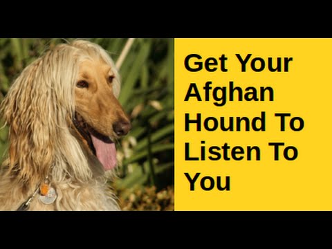 get-your-afghan-hound-to-listen-to-you---super-!!