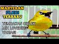 Masteran Pleci Tembakan Ciblek Mix Lovebird Variasi Mp3 - Mp4 Download