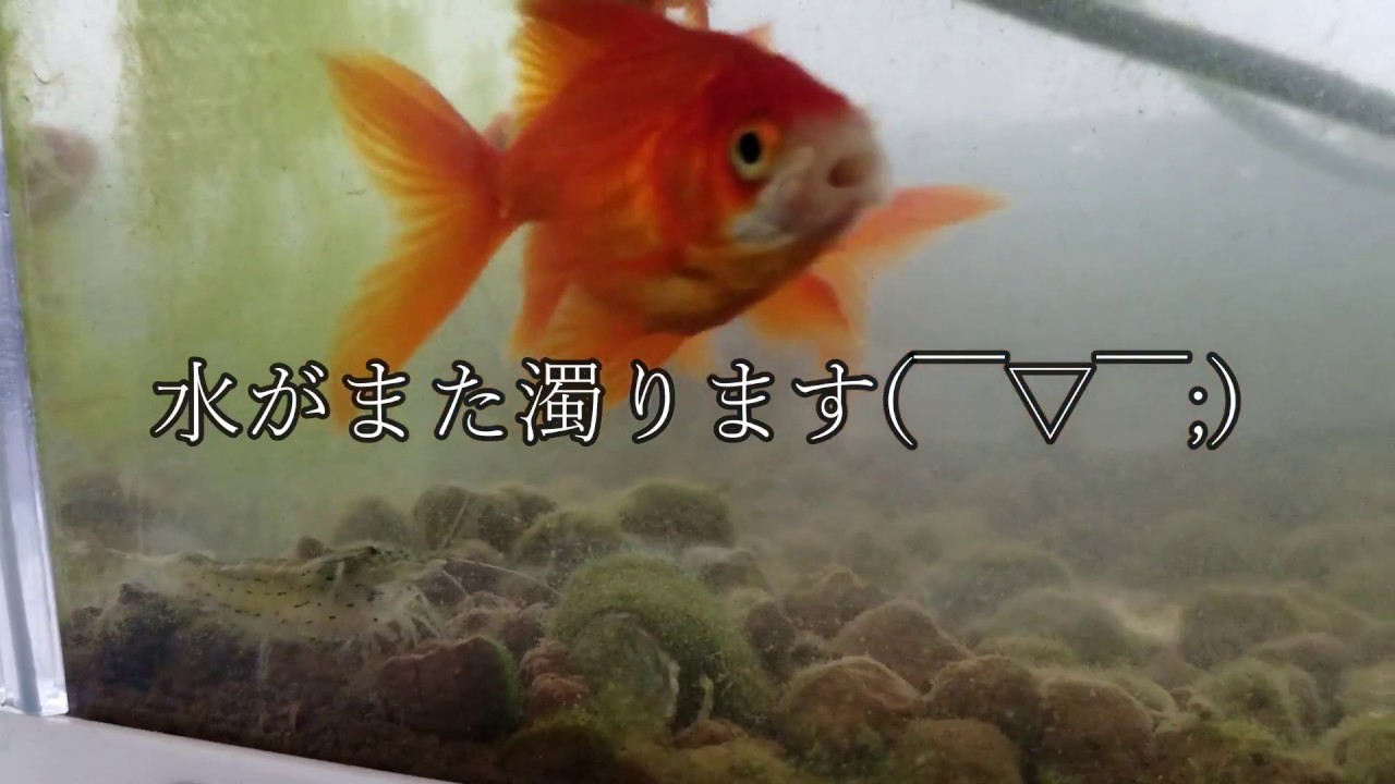 検証 金魚の鉢 赤玉土に付いた苔編 Youtube