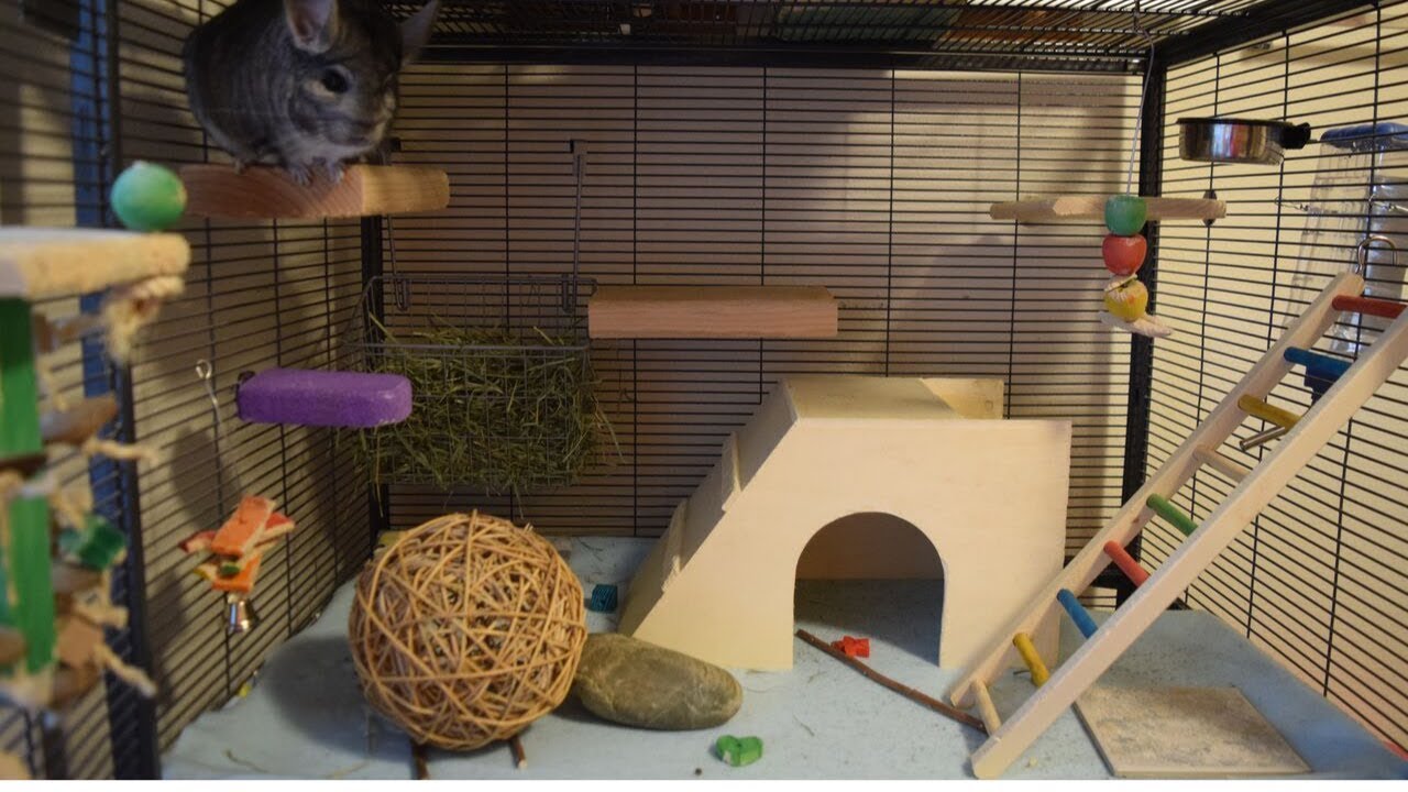 chinchilla house
