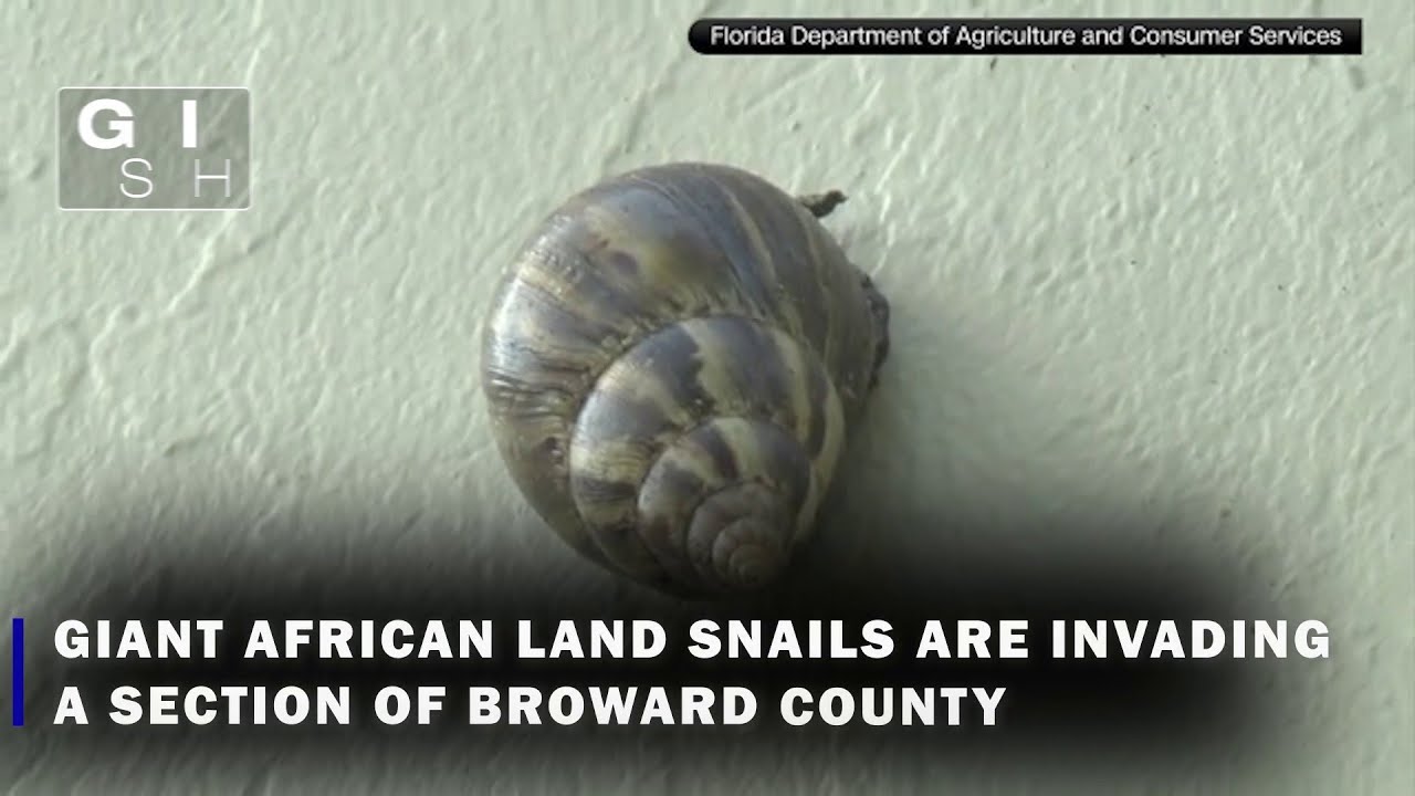 Giant African Snails invade portion of Broward County - YouTube