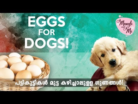 is-egg-&-shell-good-for-dogs/puppies-?-everything-you-need-to-know