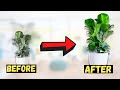 How to Make a Fiddle Leaf Fig GROW BIGGER and FASTER!