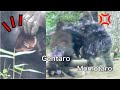 GorillaFight◆Scream! After a big fight, Gentaro pulls a tooth. Silverback & his son【Momotaro family