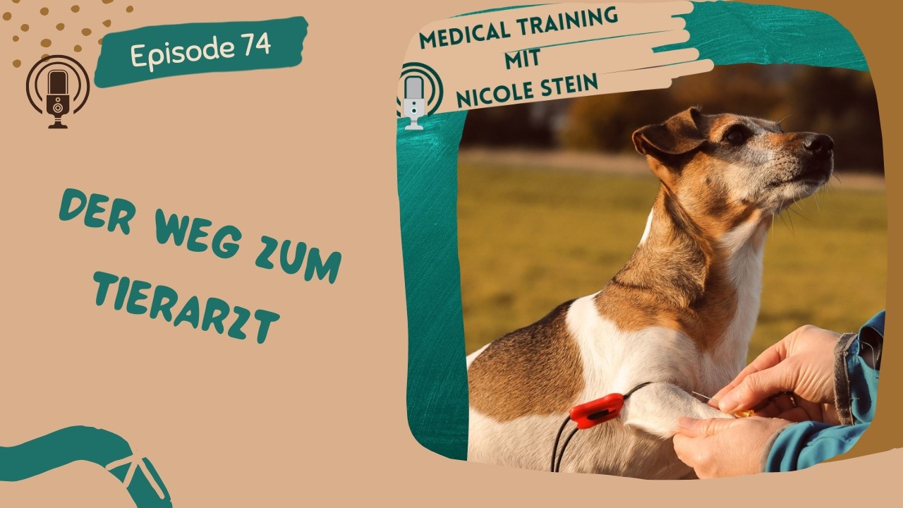 Der Weg zum Tierarzt