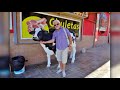 "Lady be good" by George Gershwin