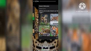 Animal Kingdom - Big Cat introduction - Name and Nicknames screenshot 3