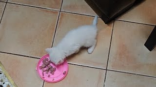 Feeding Rescued Kitten #kitten #cat