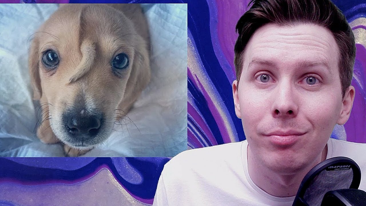 This dog has a tail on its face. - BLACK FRIDAY SALE!! http://www.danandphilshop.com New merch! Winter candle, hot chocolate and PJS!

Live show from 1st December 2019

I talk about a dog with a 