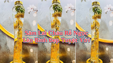 Sâm Lai Châu | Sâm Rễ Ngọc Một Kiểu Sâm Lạ Lẫm Lên Bình Rất Đẹp