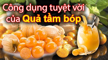 Quả tầm bóp - Công dụng tuyệt vời của quả tầm bóp, cây tầm bóp chữa được bệnh gì | Thịnh Nông Nghiệp