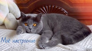 НАСТРОЕНИЕ БРИТАНСКОМУ коту НЕ ПРИКЛЕИТЬ 😹 / MOOD of british cat НАСТРОЕНИЕ БРИТАНСКОМУ коту НЕ ПРИКЛЕИТЬ 😹 / MOOD of british cat