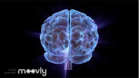 PSYC Video: Executive Function, Response Inhibition, and Physical Performance