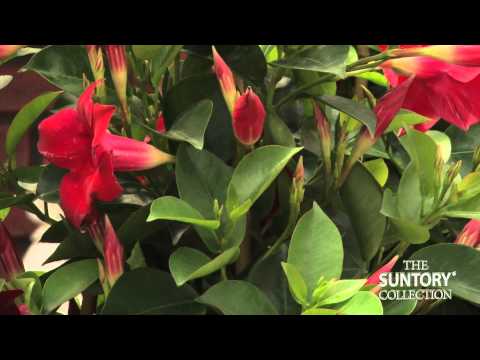 Video: Mandevilla Flowers - Milloin Mandevilla Vine kukkii ja kuinka kauan