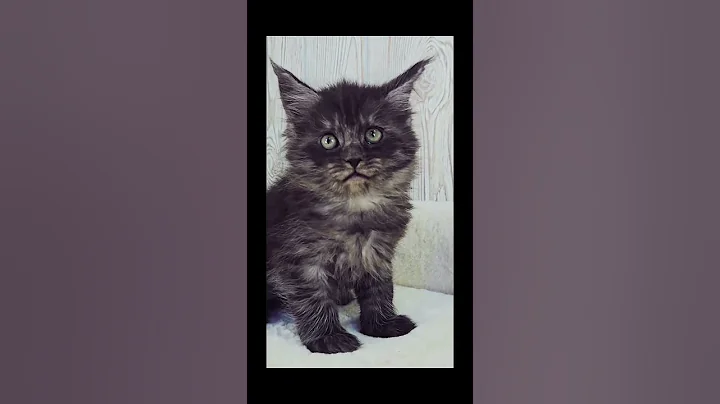 Video 11584631: mainecoon cat kitten, cats cattery, wild cat, litter