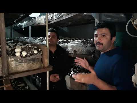 Video: Kilo Kaybı Için Pirinç Mantarı Nasıl Yetiştirilir