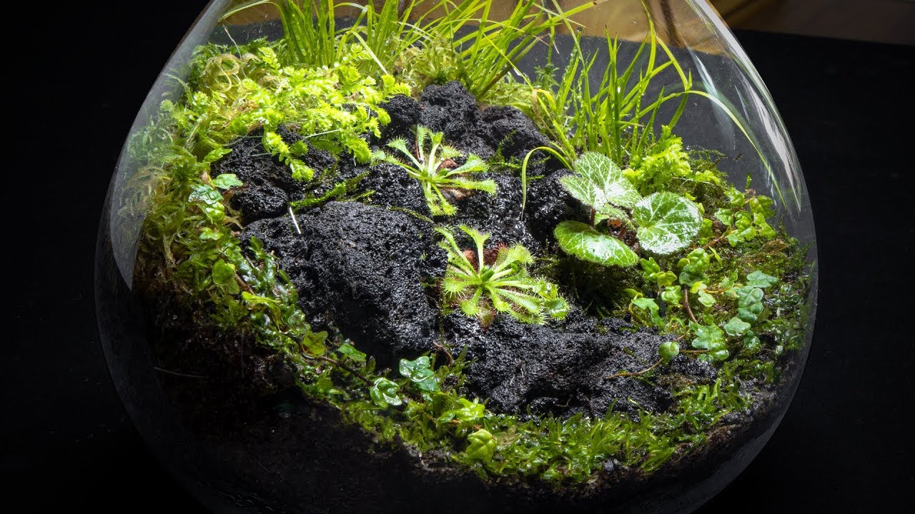 150 Best Moss terrarium ideas  moss terrarium, terrarium, garden terrarium