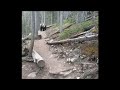 Grizzlybär trifft auf Wanderer