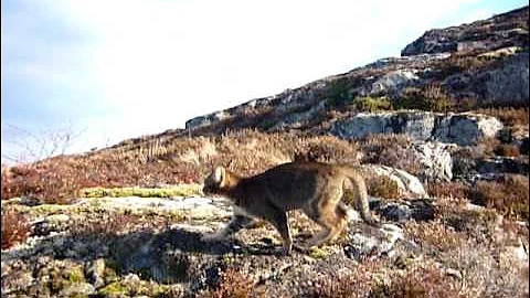 Video 7521291: abyssinian cat, cat leash, pets walking