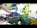 SHERIFF The MASSIVE BLUEGILL Enters the Backyard Bass Pond!