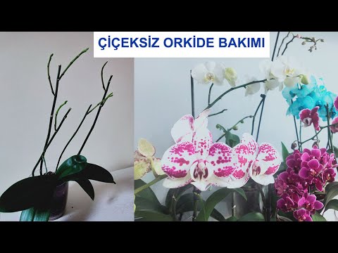 Ucuza Çiçeksiz Orkide Alıp Bu Yöntemle Bol Bol Çiçek Açsın (Yeni Alınan Orkide Bakımı)