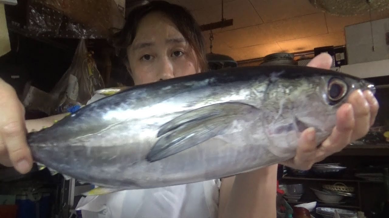 ヨコワ マグロの子供 捌きます Youtube