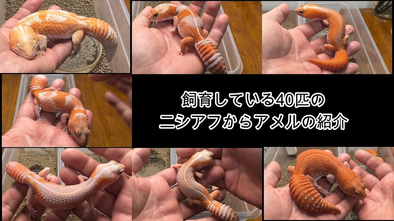 40匹のニシアフからアメルをピックアップして紹介