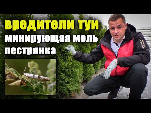 Видео: Какой период беременности у пестрянки?