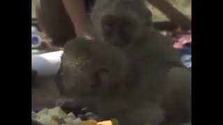 Miang Berciloteh Part 3 |Baruak Naik Sepeda