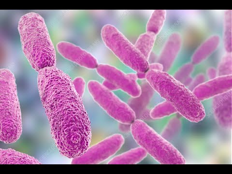 Video: Riscul De Mortalitate Al Infecției Din Fluxul Sanguin Cauzat Fie De Escherichia Coli, Fie De Klebsiella Pneumoniae Care Produce β-lactamază Cu Spectru Extins: Un Studiu Prospectiv