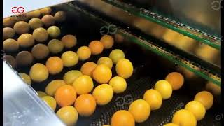 Fruit washing and grading line/Avocado/Apple/Orange washing and drying machine/fruit grading machine