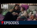 Lobo Morir Matando: Gustavo's Killer | Episode 55 | Telemundo English