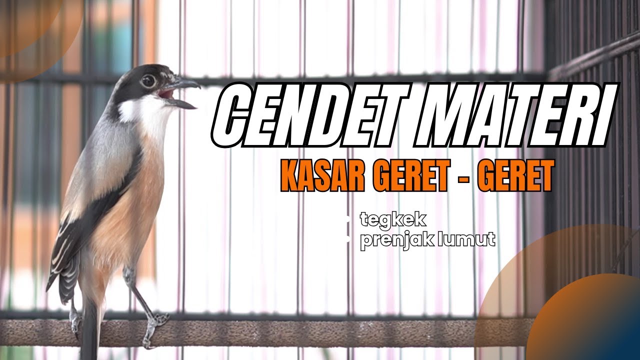 cendet gacor materi mewah kasar geret geret