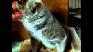 Slow Loris is trying to bite
