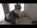ネコの返事