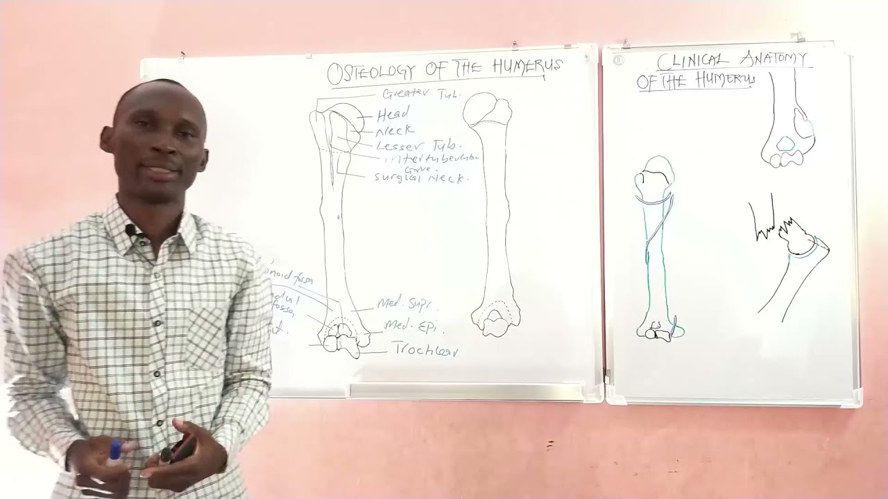 OSTEOLOGY OF THE HUMERUS PART 1 paals anatomy