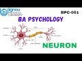 What is Neuron? Structure and Function of Neuron (BPC-001)