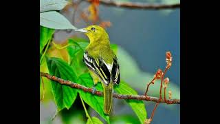 SUARA BURUNG SIRTU GACOR COCOK UNTUK PIKAT DAN MASTERAN