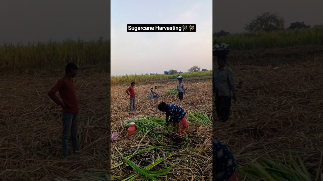 🌾🌾उस तोड़ी