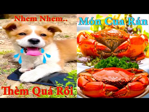 Thú Cưng TV | Pets | Bông ham ăn Bí Ngô Cute #50 | chó vui nhộn | funny cute smart dog pets