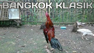 The melodious voice of a rooster